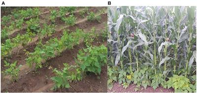 Productivity of Newly Released Common Bean (Phaseolus vulgaris L.) Varieties Under Sole Cropping and Intercropping With Maize (Zea mays L.)